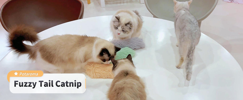 cc5fb8bd-e9be-4988-8b43-4e4ae9bbe08f