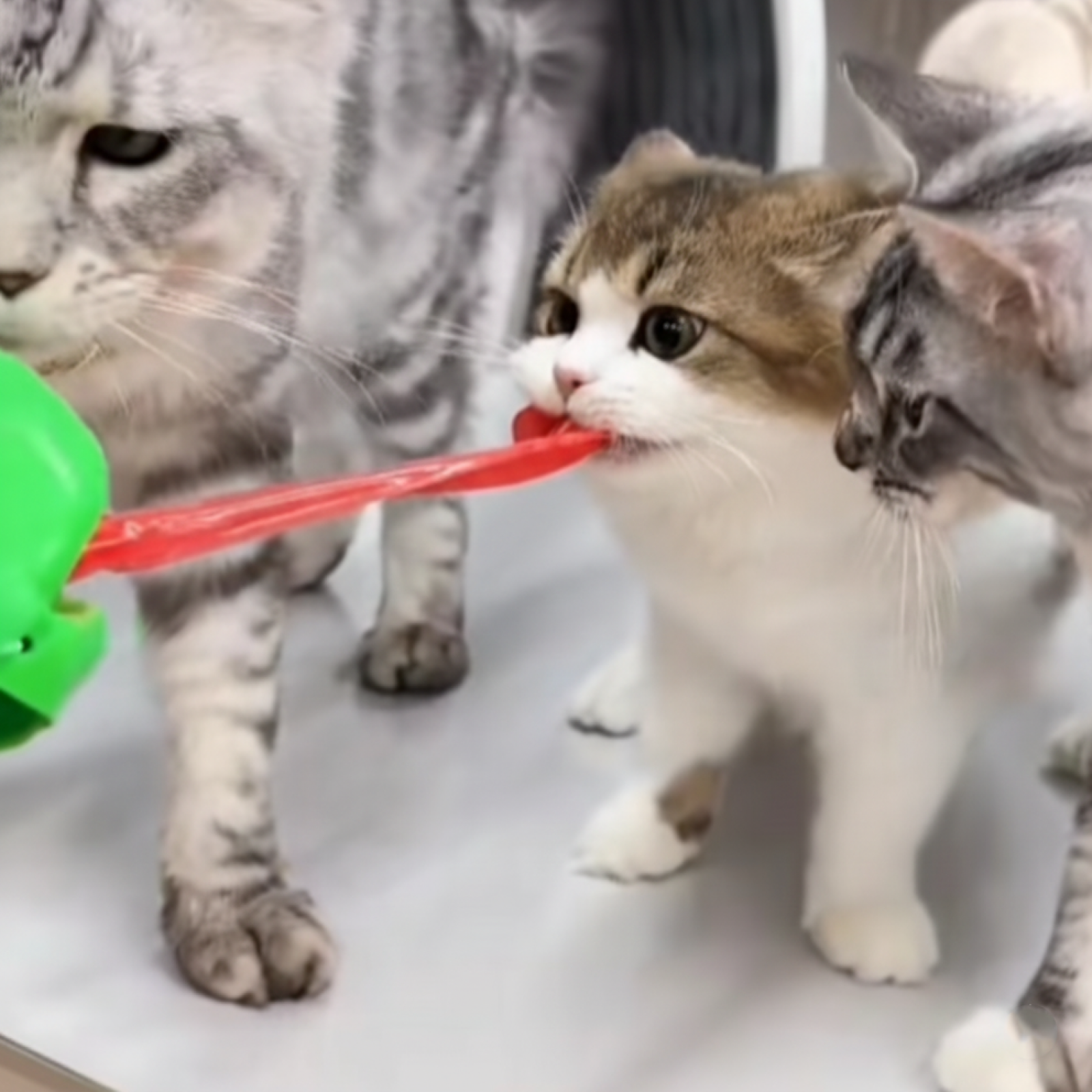 Interactive Funny Frog Tongue Mask for Pet