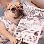 Crinkly paper dog toys with Newspaper card designs