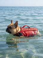 Dog wearing Tailooo dog life jacket at the beach, surfing and playing in the water with added buoyancy and safety support.