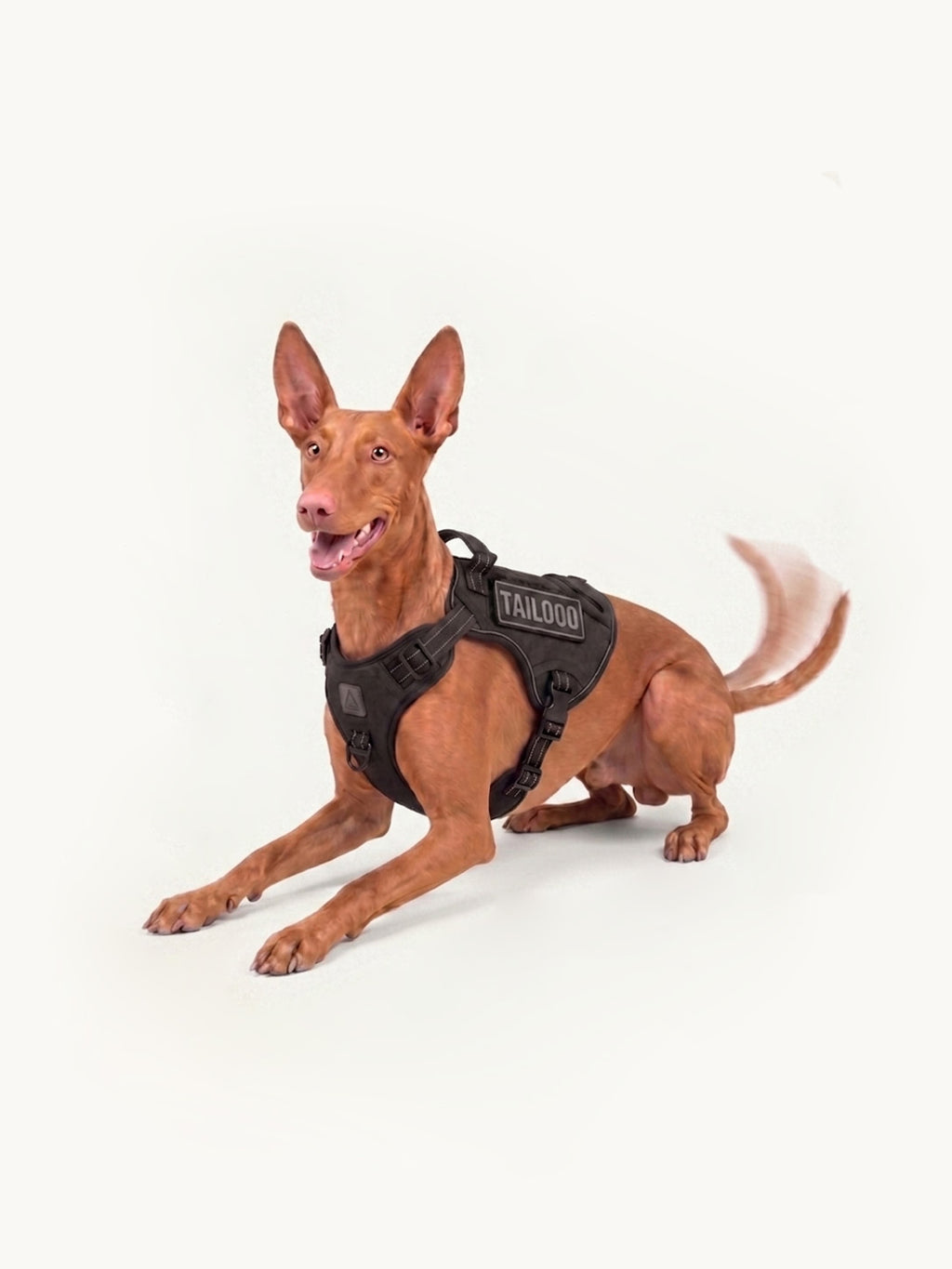 Pharaoh Hound lying down in a padded no-pull dog harness, a comfortable easy walk dog harness that prevents pulling during walks.