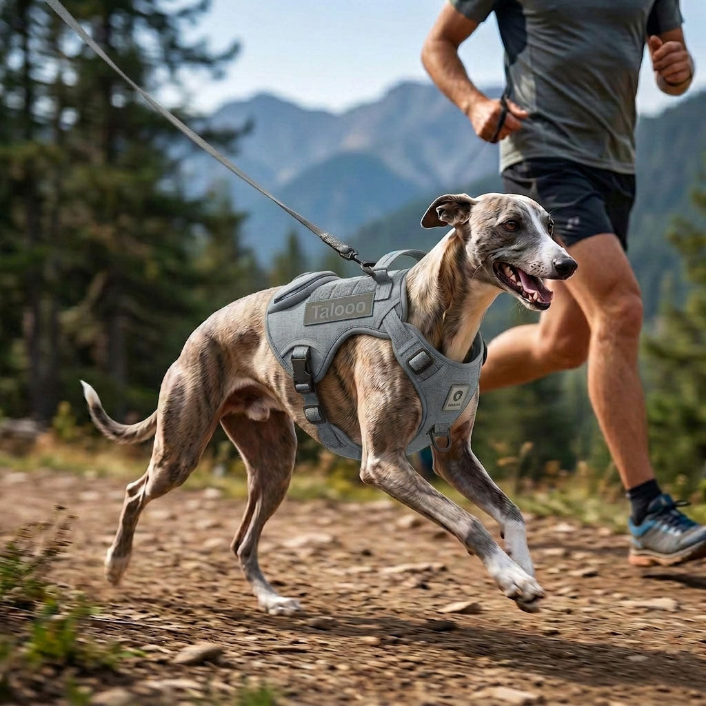 Keep Up. Keep Moving. The Best Dog Harness for the Trail.