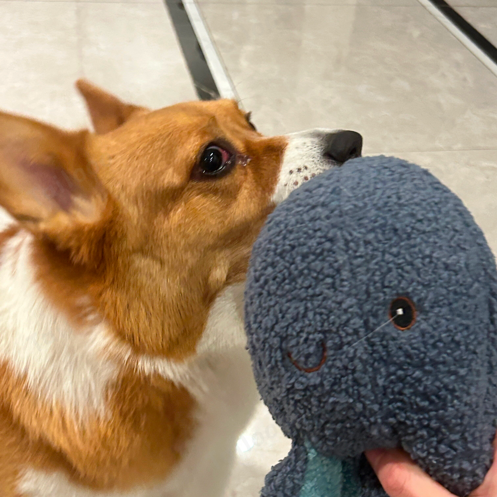 Blue Octopus Plush Dog Toy with Squeaker and Crinkle