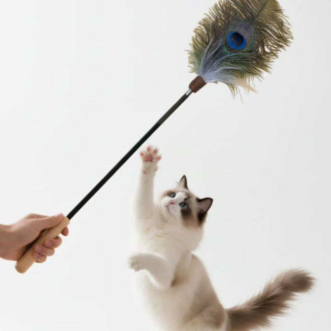 Peacock Feather Cat Teaser Wand Main Image