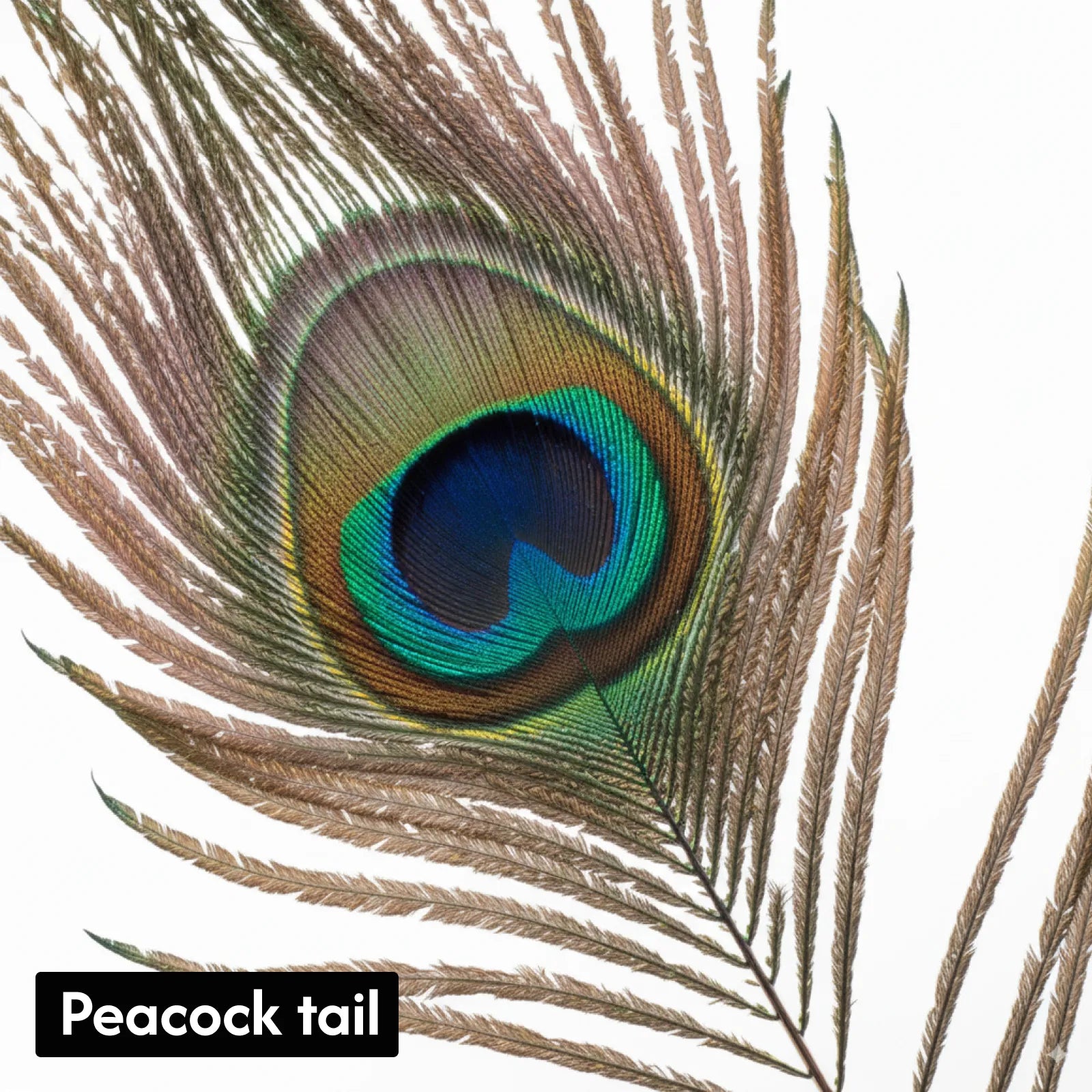 Peacock Feather Cat Teaser Wand – Interactive Natural Feather Toy with Wooden Handle for Indoor Cats & Kittens