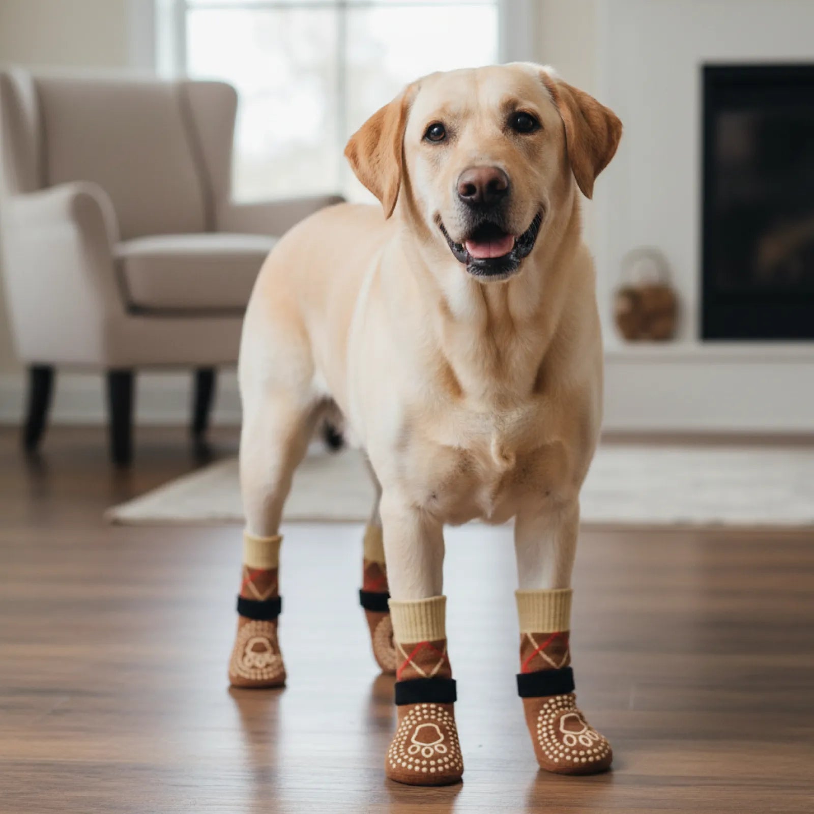 Yellow Labrador wearing cozy indoor dog boots with paw prints in a living room.