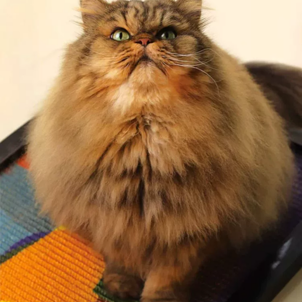 Wall-mounted, wear-resistant, non-shedding sisal cat scratching board