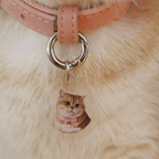 Custom Acrylic Pet ID Tag Pet Tag