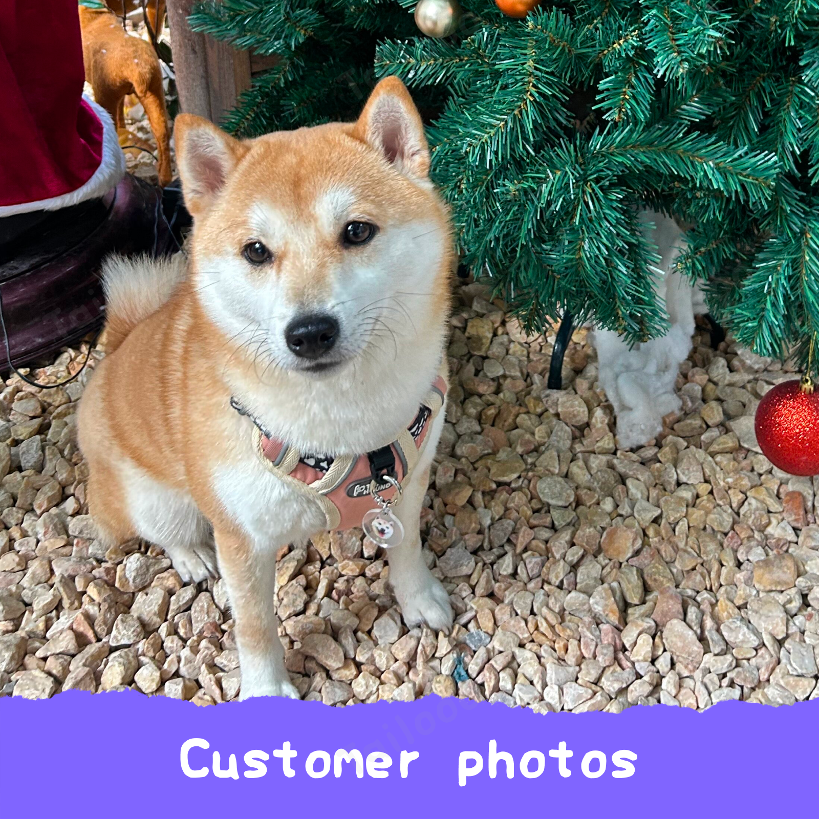 Custom Acrylic Pet ID Tag Pet Tag