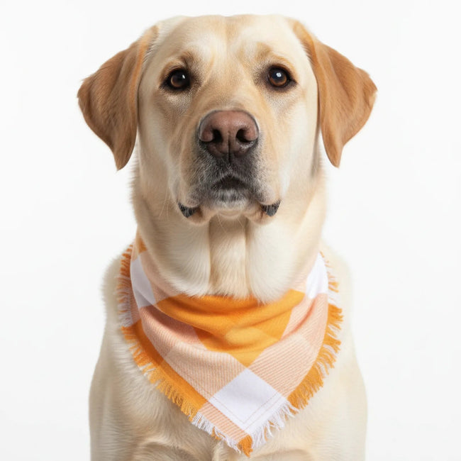 Classic Checkered Cotton Pet Bandana - Durable Bandanna for Dogs Main Image