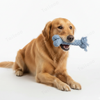 Bone —Handmade  Cotton Rope Eco Chew Dog Toys