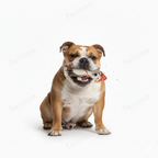 Handmade Nepal Wool Felt Pet Toy – Mushroom Hat Puppy