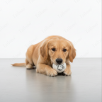 Simple sketch lamb——Safe & Durable Play Balls Natural Wool Felt Balls for Dog（3 Pieces）