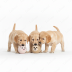 White monkey-Safe & Durable Play Balls Natural Wool Felt Balls for Pet（3 Pieces）