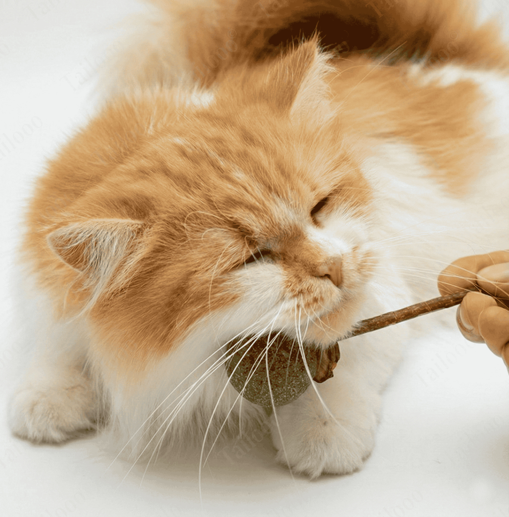 Catnip Lollipop Stick Toy – Star