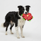 LED UFO Dog Toy Disc – Red