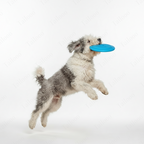 Soft Durable Frisbee Dog Toy – Sky Blue