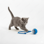 Interactive Electric Rolling Cat Ball – Blue