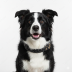 Premium Handmade Braided Leather Dog & Cat Collar（Black）