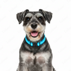 LED Glowing Dog Collar – USB Rechargeable Light-Up Pet Collar (Blue)