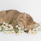 Handmade Crochet Lily of the Valley Cat Teaser Wand – White