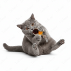 Self-Play Bird Teaser Wand Cat Toy – Gray Bailo