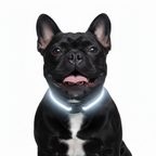 LED Glowing Dog Collar – USB Rechargeable Light-Up Pet Collar (Black) Tailooo