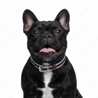 Woven Cotton & Leather Dog Collar– Adjustable, Soft & Durable Design（Black）