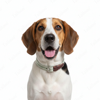 Woven Cotton & Leather Dog Collar– Adjustable, Soft & Durable Design（Bean Green）