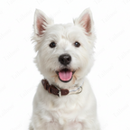 Woven Cotton & Leather Dog Collar– Adjustable, Soft & Durable Design（Beige）