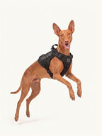 Pharaoh Hound jumping in a tactical no-pull dog harness, a durable dog harness for active dogs during walks and training.