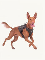 Pharaoh Hound running in an adjustable no-pull dog harness, a lightweight easy walk dog harness that stays secure during energetic activities.