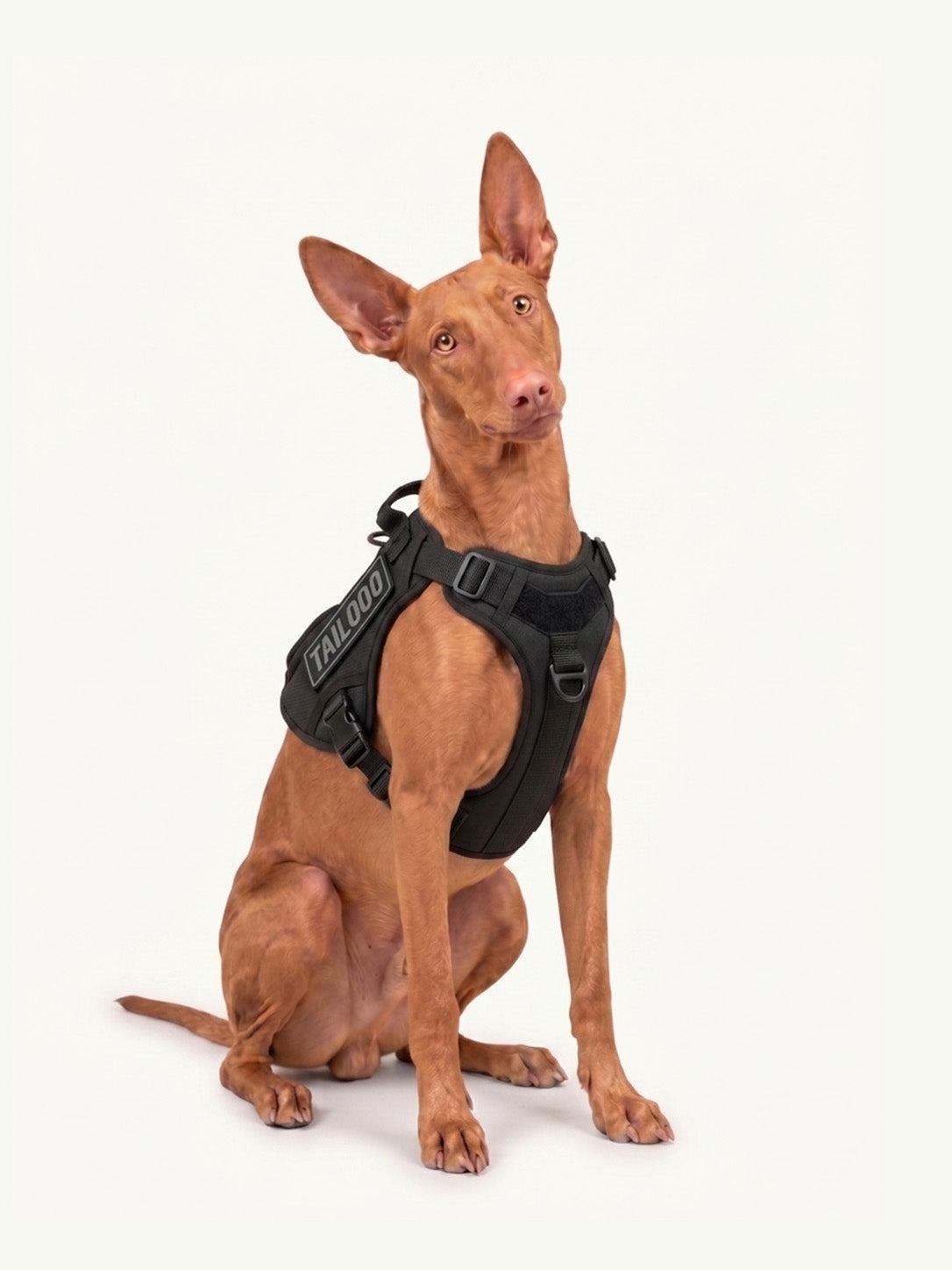 Pharaoh Hound sitting in a black no-pull dog harness, an adjustable easy walk dog harness for control and comfort.