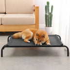 Shiba Inu dog lying on a raised black pet bed in a modern living room with a sofa and cactus plant.