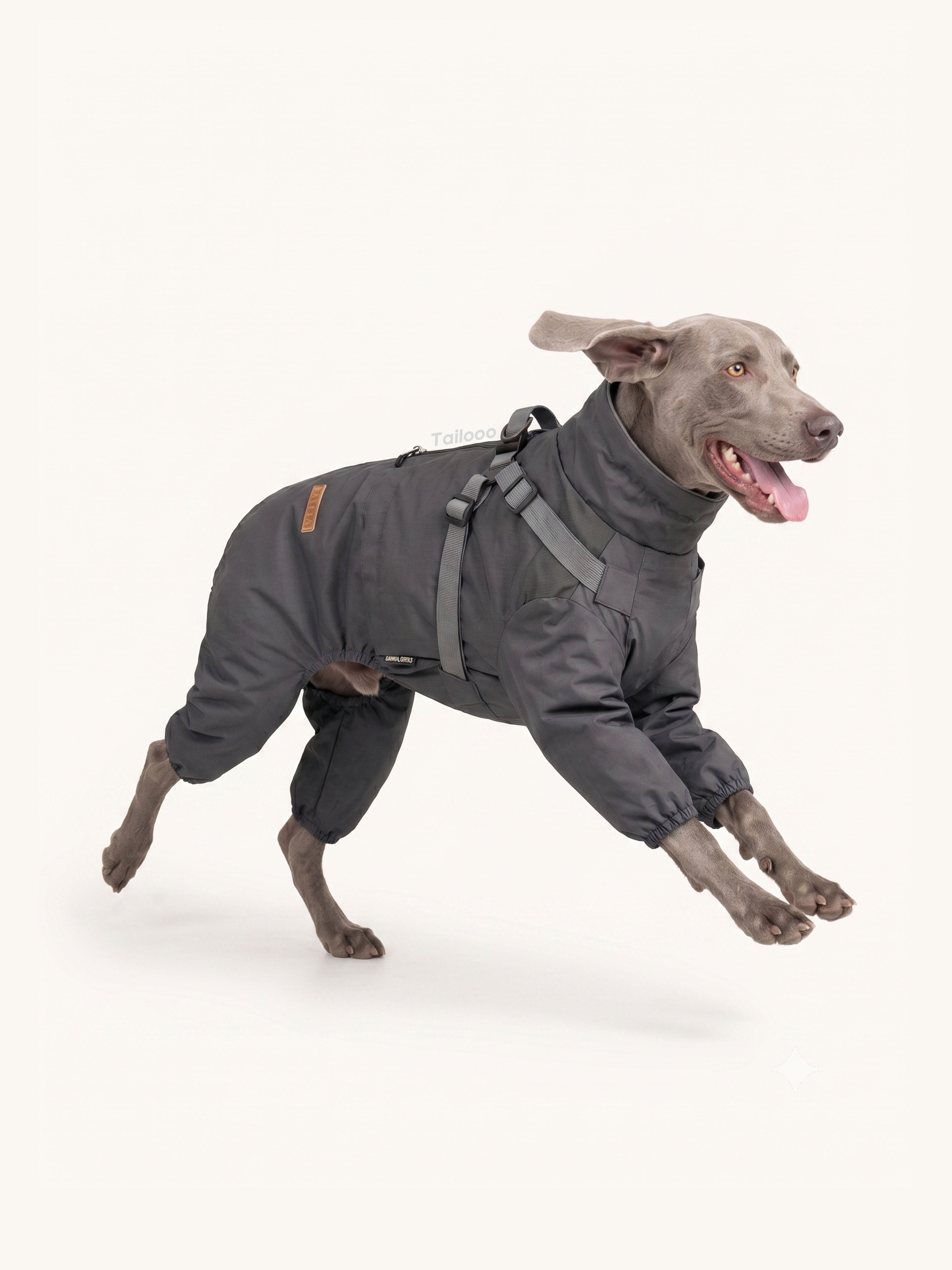 Active Weimaraner running in a waterproof dog coat, lightweight and durable dog apparel for energetic dogs.