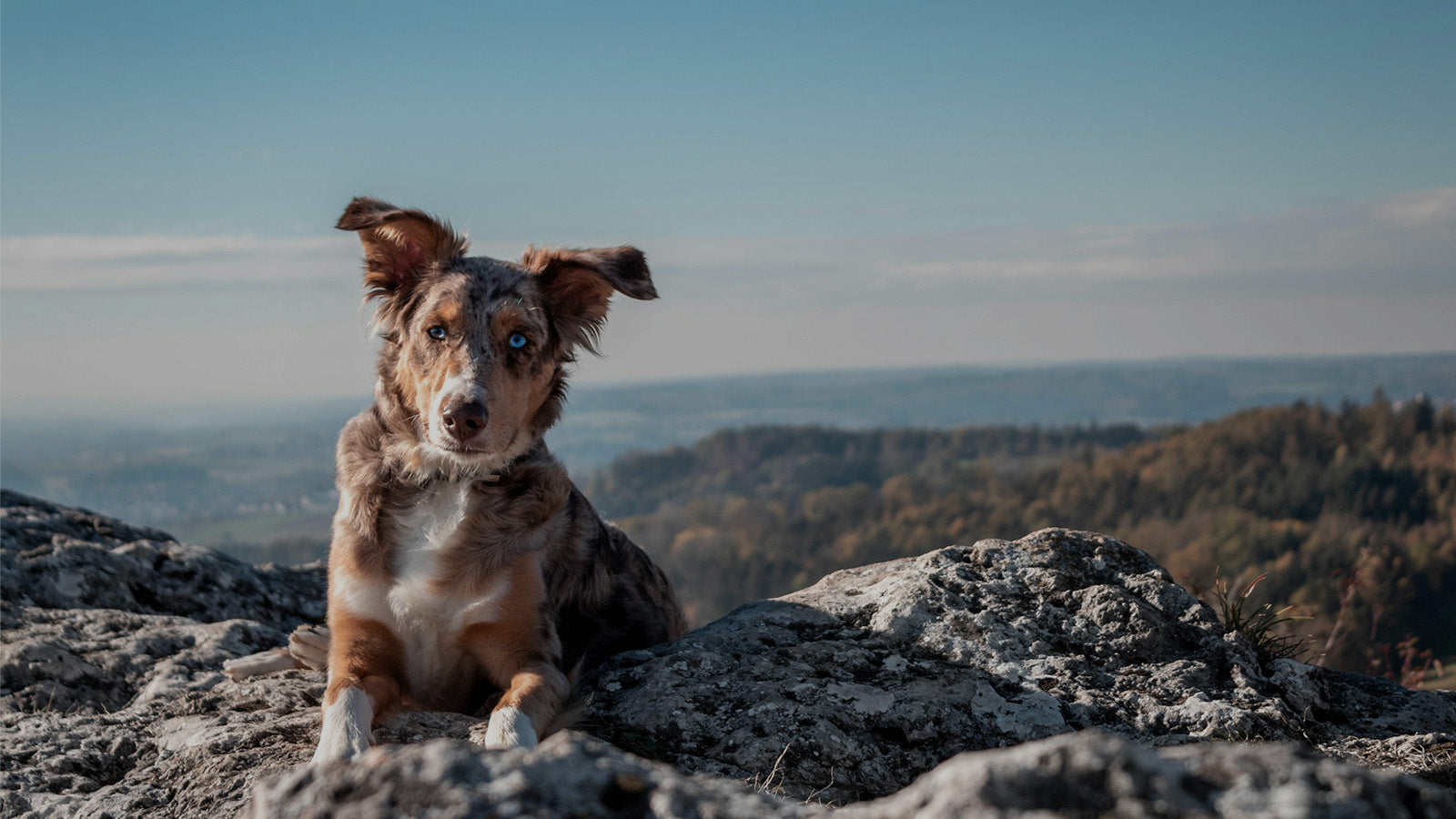 Australian Shepherd dog resting on a mountain top during an outdoor hike, perfect for showcasing durable and comfortable multifunctional dog leashes for hiking adventures.
