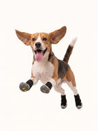 Beagle jumping with insulated dog boots, winter dog snow boots that keep paws warm and protected.
