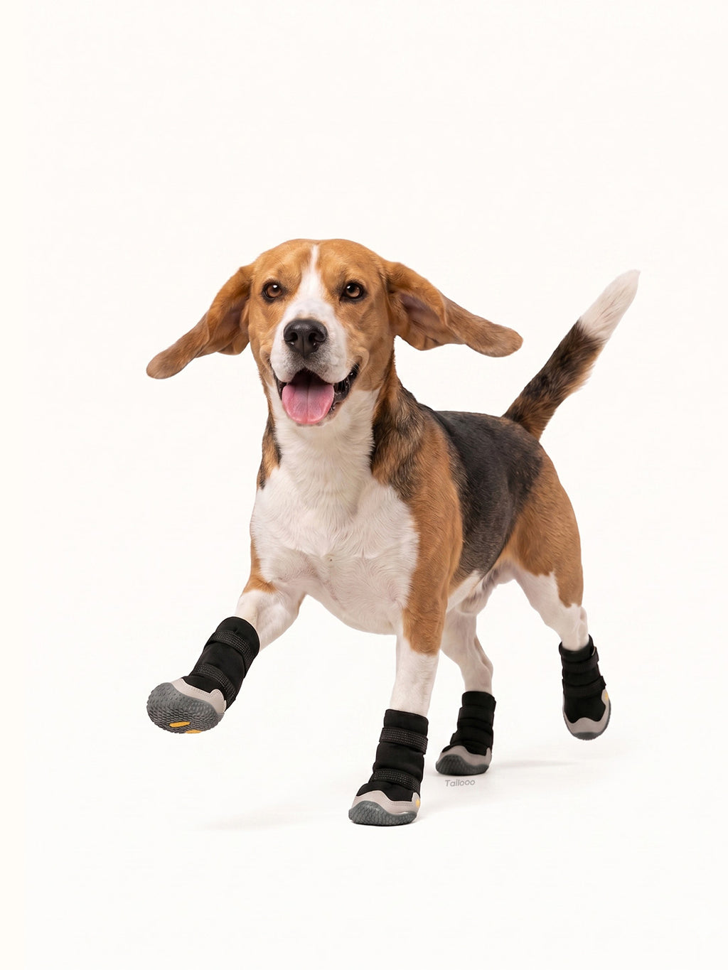 Beagle running with adjustable dog boots, secure dog snow boots for energetic outdoor activities in winter.