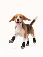 Beagle running with adjustable dog boots, secure dog snow boots for energetic outdoor activities in winter.