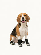 Beagle sitting with comfortable dog boots, soft dog snow boots designed for all-day wear.