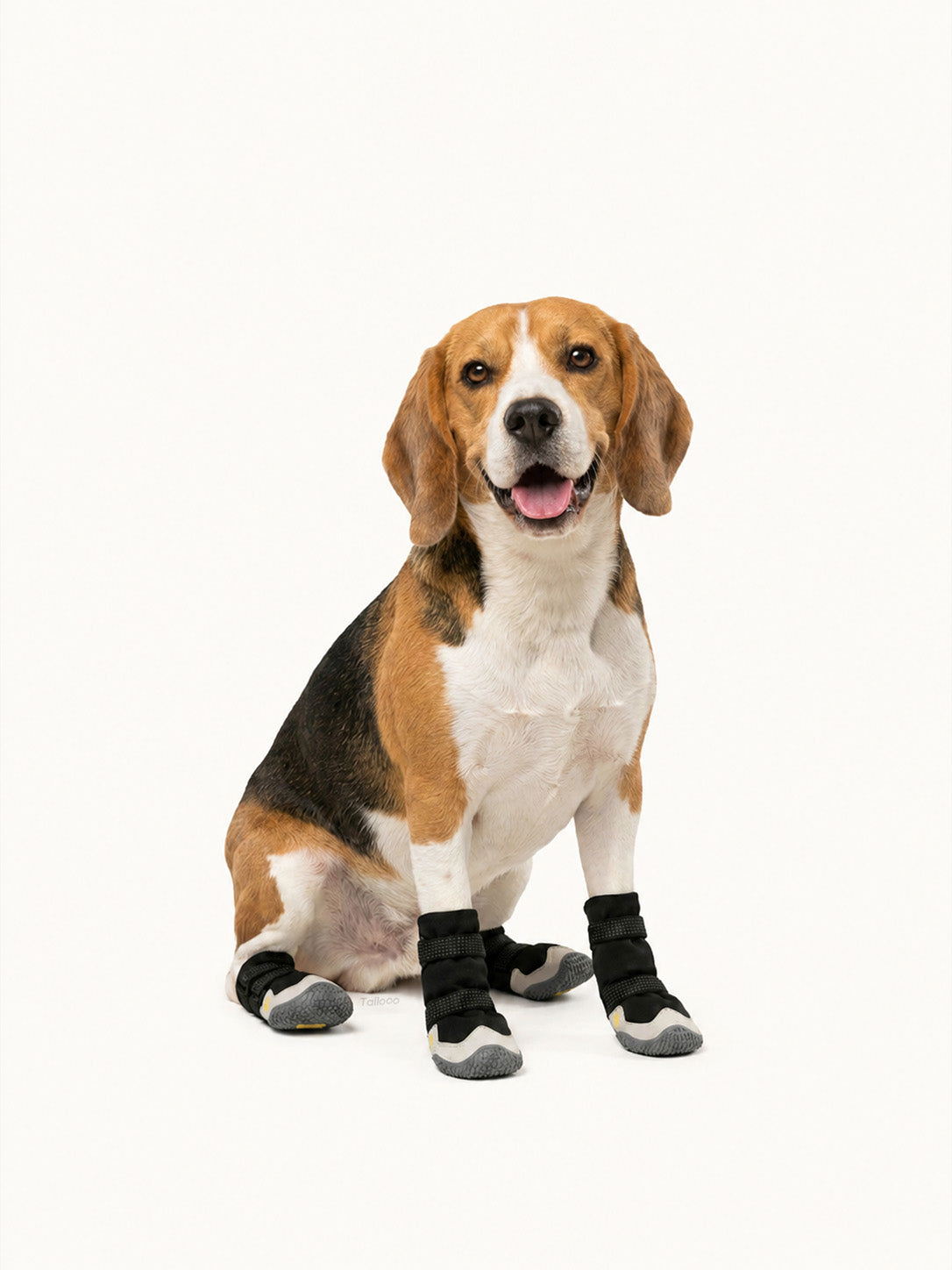 Beagle sitting with comfortable dog boots, soft dog snow boots designed for all-day wear.