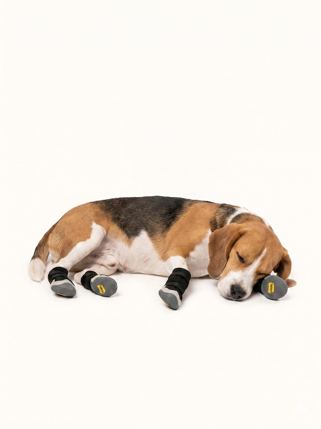 Beagle sleeping comfortably with waterproof dog boots, warm dog snow boots designed for winter protection.