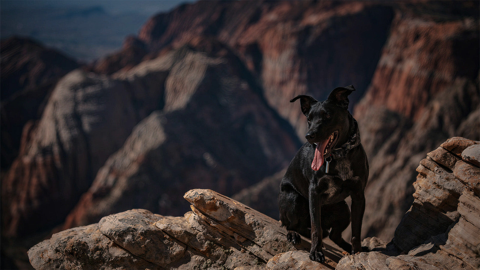 Black dog wearing a durable, stylish dog collar with ID tag, ready for adventure on rocky mountain trails.