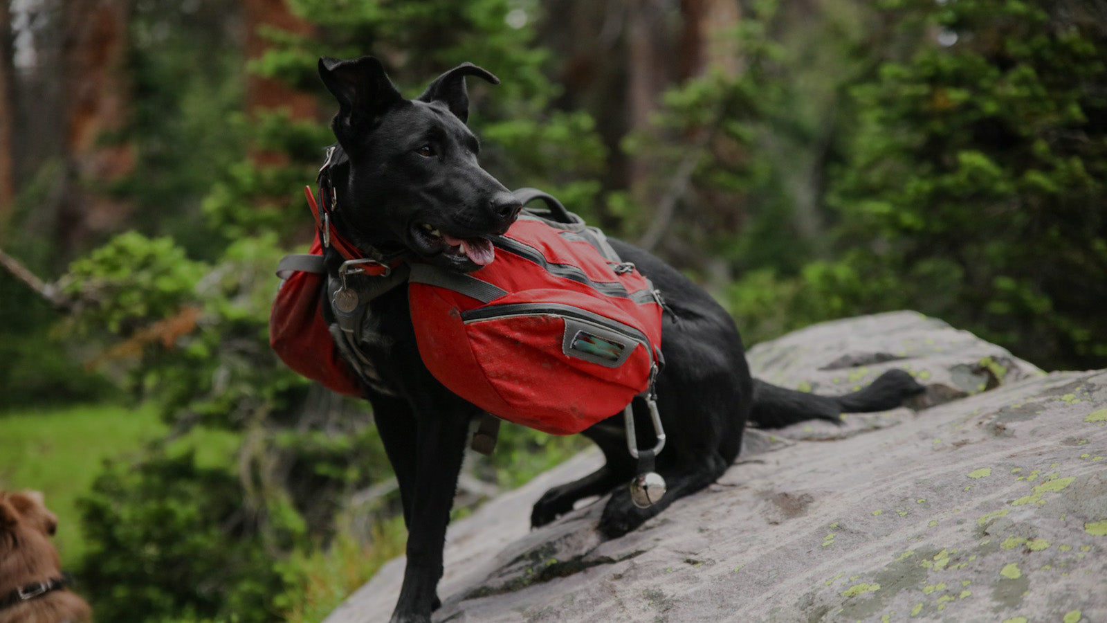 Black dog wearing a red dog hiking backpack, a durable and adjustable dog trail pack designed for outdoor adventures and hiking trips.