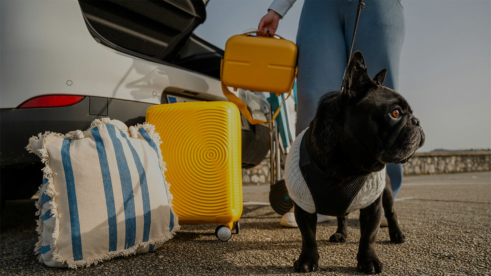 Black French bulldog in a harness and sweater, ready for a road trip with its owner and travel luggage, highlighting pet travel essentials for safe and comfortable journeys.