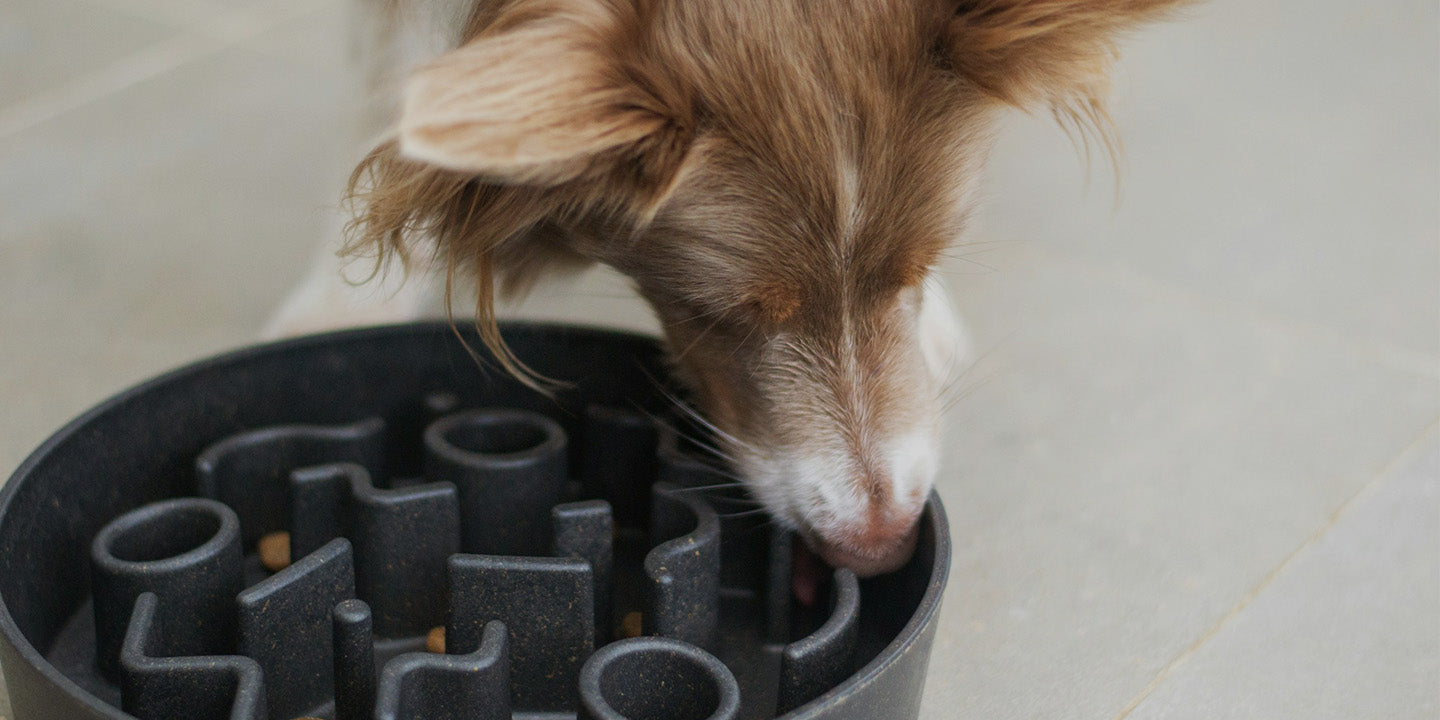 Border Collie eating kibble from a black slow feeder dog bowl with a maze design, slowing down fast eaters and promoting healthy digestion.