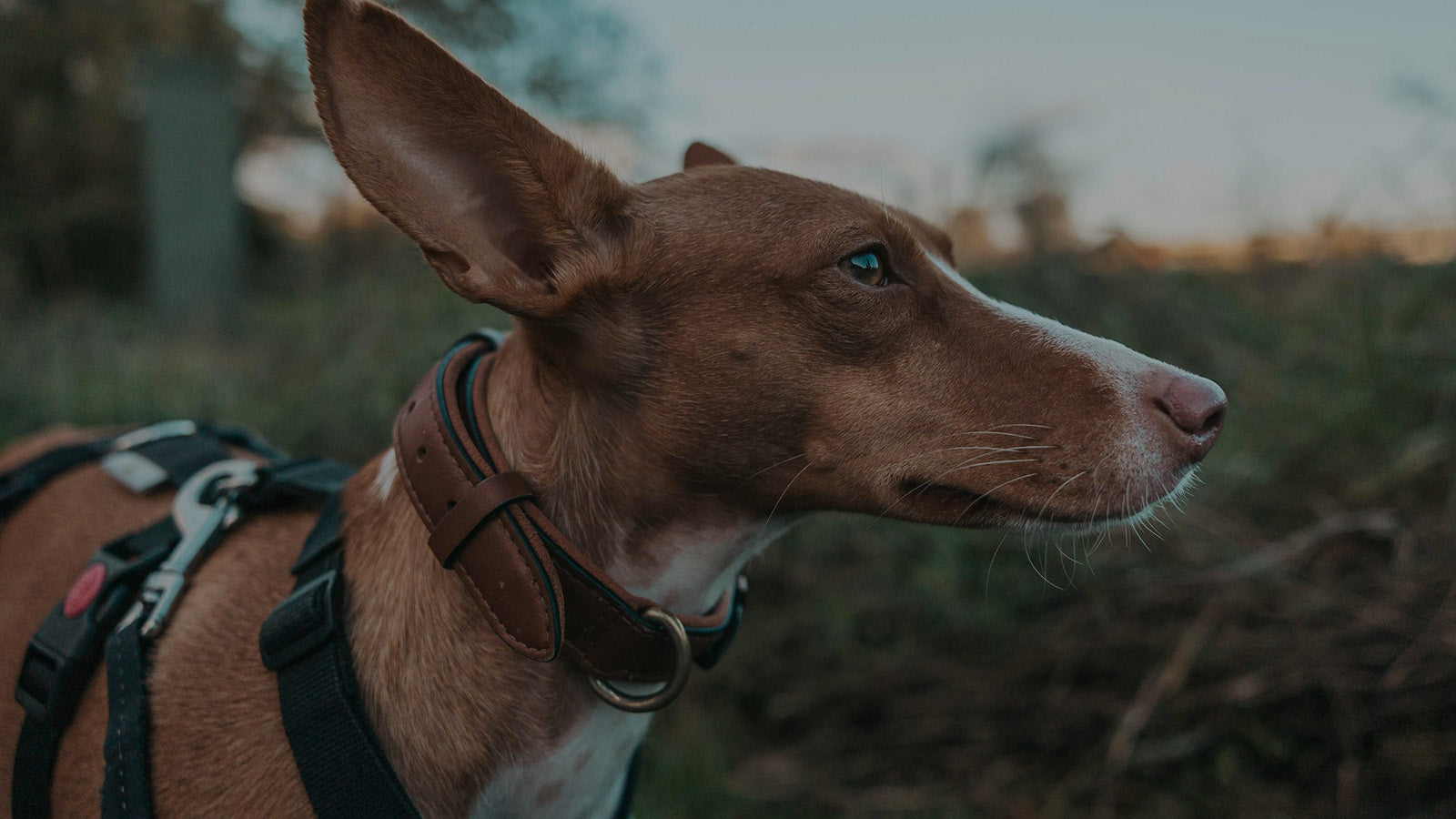 Side profile of a Podenco dog wearing a brown leather collar with brass D-ring, looking into the distance in an outdoor field at dusk.