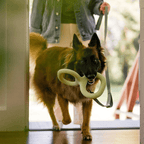 Natural Rubber Pull Ring Durable Chew Dog Toy