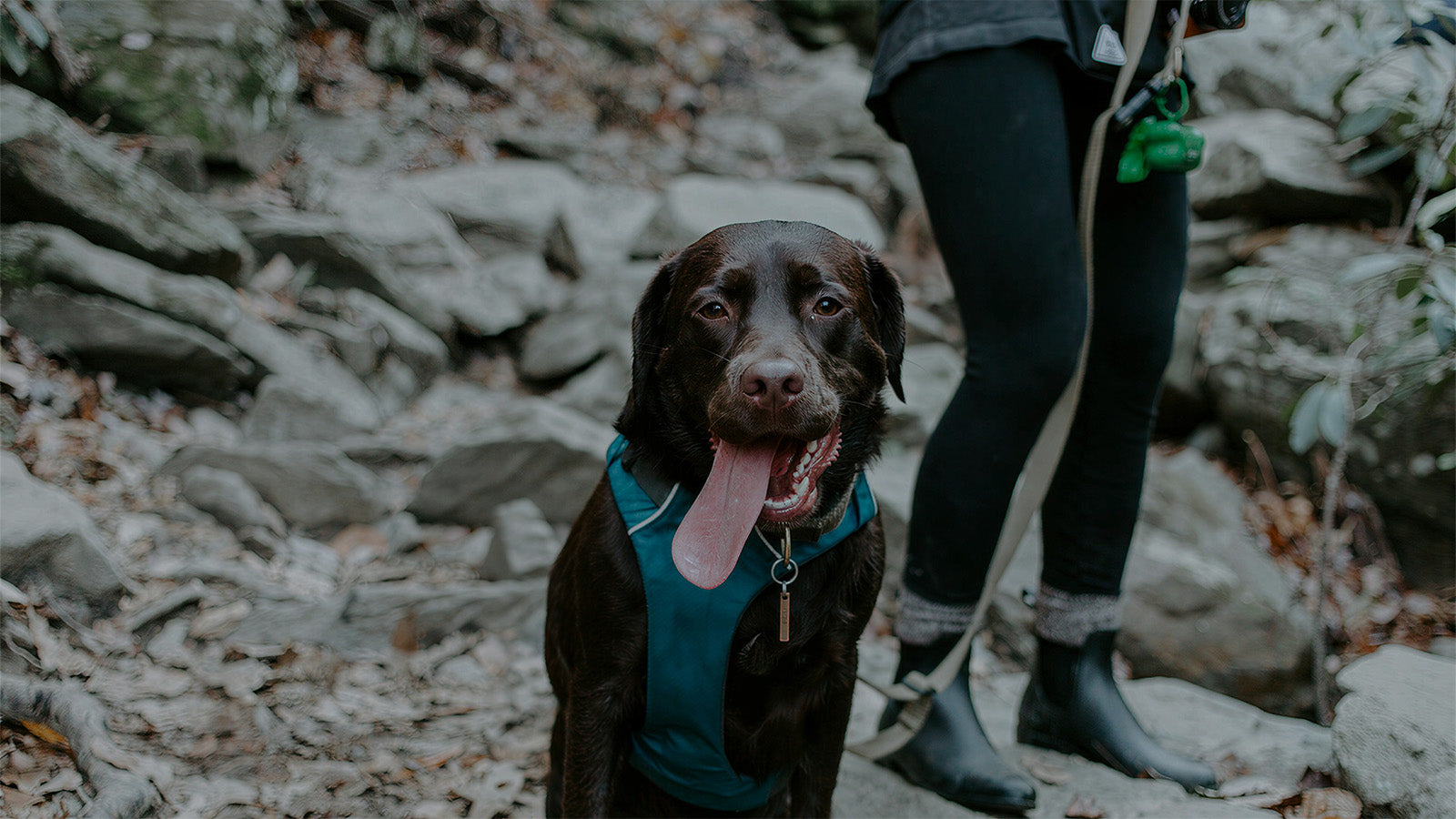 Chocolate labrador wearing a harness and attached to a durable dog leash, ready for a safe and fun hike on rocky trails.