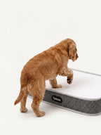 Cocker Spaniel exploring an orthopedic dog bed, a durable and supportive bed for all-day comfort.